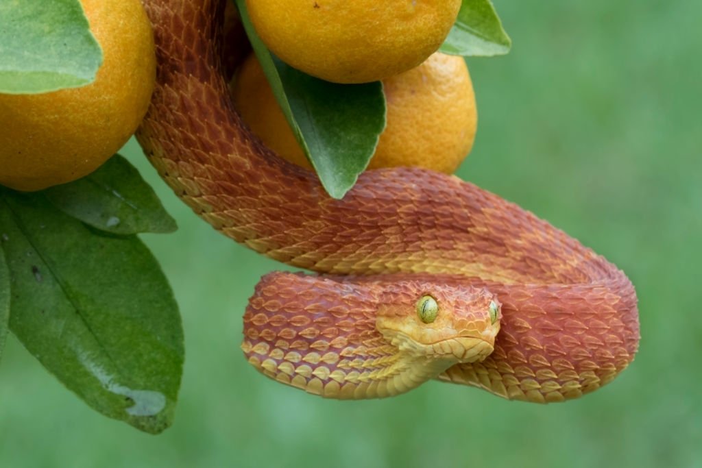 Serpente Rosso - Significato E Simbolismo Dei Sogni 1