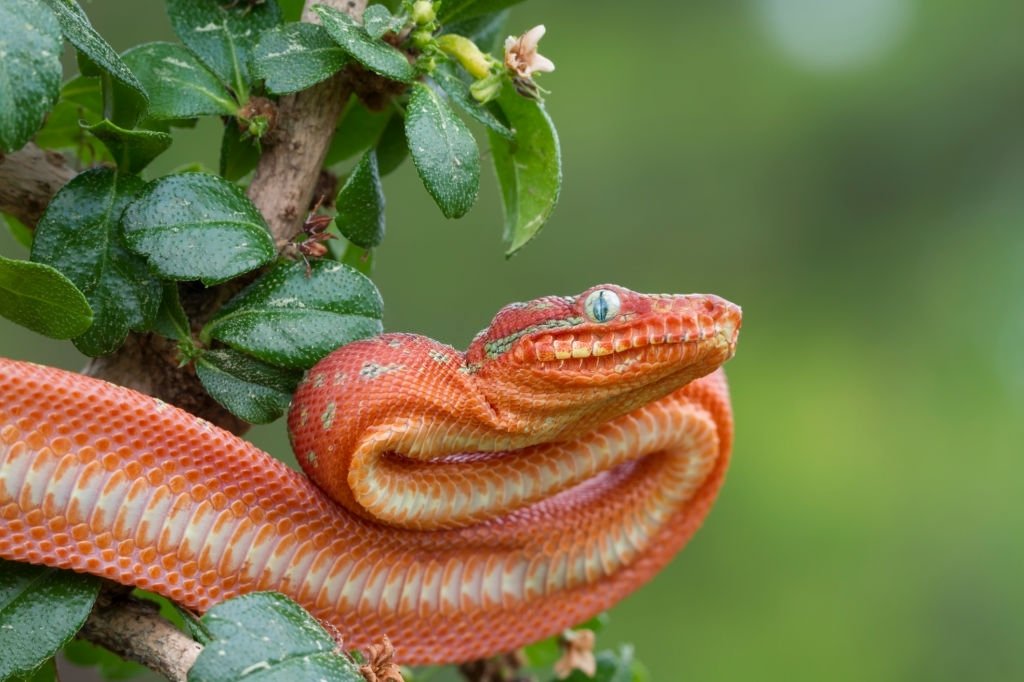 Serpente Rosso - Significato E Simbolismo Dei Sogni 2
